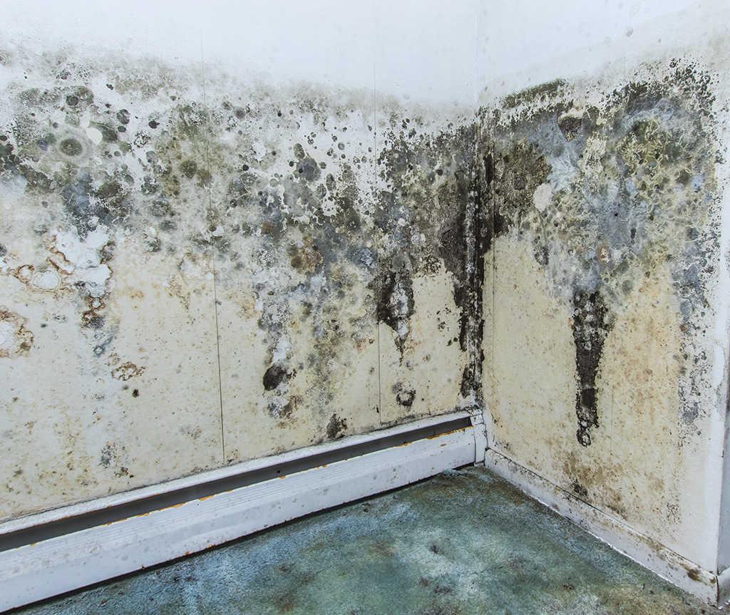 Comment nettoyer de la moisissure sur des murs ?